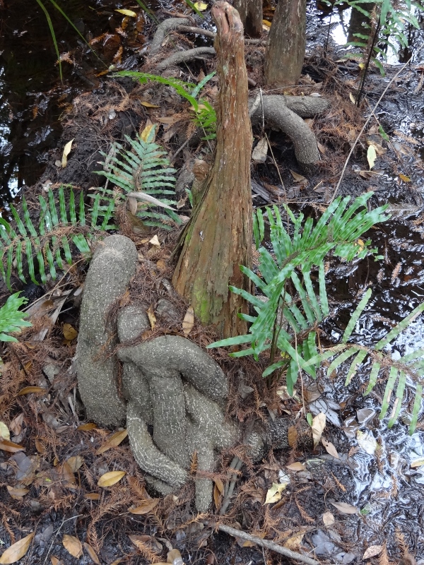 Cypress Swamp Trail: Strangled or embracing roots?