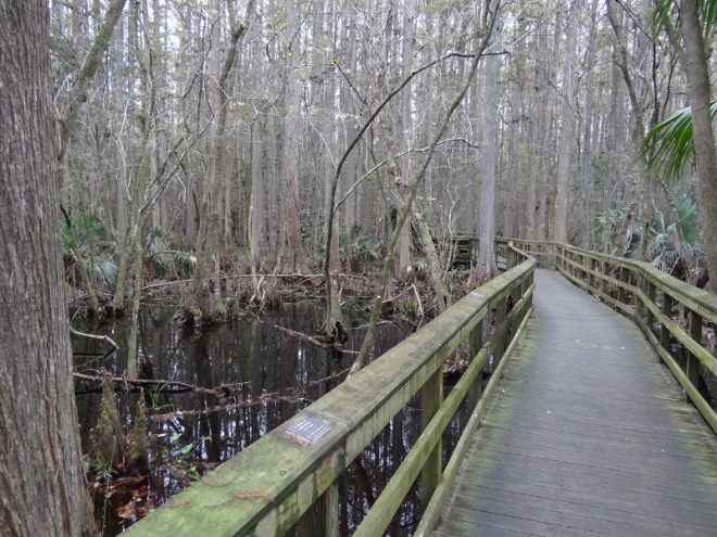 This boardwalk reduced to a catwalk as it wound through the swamp and Bowlegs Creek