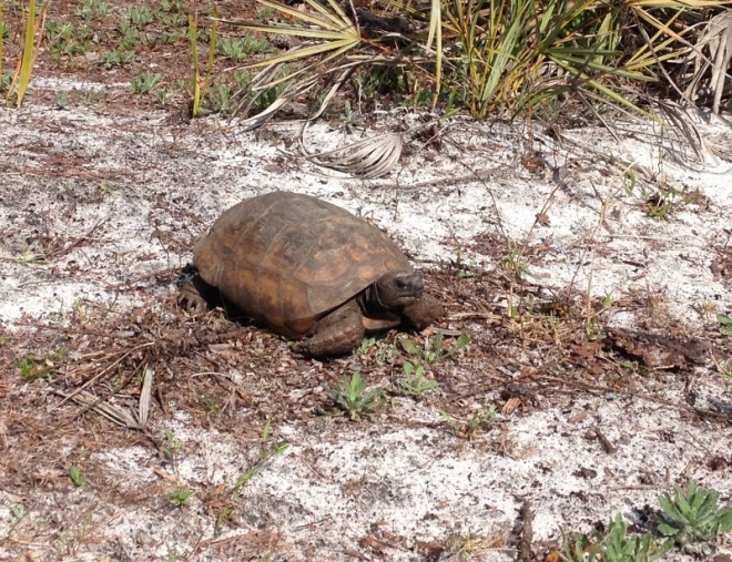 A gopher tortoise out of his/her burrow for a stroll or maybe lunch